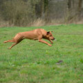 RR-Nord-Coursing Großenaspe -  Fotos Gerald Ecke