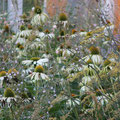 Blütenbild mit Echinacea