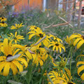 und Rudbeckia