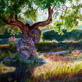 Centenary olive tree, watercolor 31x41 cm