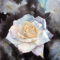 Pristine rose, watercolor 21x31 cm