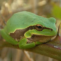 Eastern Tree Frog (Hyla orientalis), Samos, Greece, October 2009