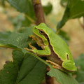 Eastern Tree Frog (Hyla orientalis), Vadu, Romania, October 2014