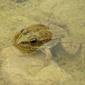 Graf's Hybrid Frog (Pelophylax kl. grafi), France, August 2010