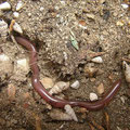Wormslang (Typhlops vermicularis)