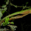 Tree Frog (Hyla arborea) in motion.