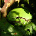 Common Tree Frog (Hyla arborea), Limburg, the Netherlands, August 2009
