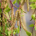 Allergie, Heuschnupfen, Nahrungsmittelunverträglichkeiten, Histaminintoleranz, Bioresonanz, Akupunktur, Heilpraktikerin Maja Dehmel, München