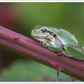 Boomkikker (Hyla arborea)