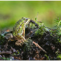 Groene kikker (Pelophylax kl.esculentus) Jong