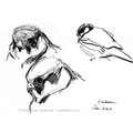 Faucon hobereau - Falco subbuteo - Crau