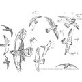 Faucons kobez - Falco vespertinus et Faucon hobereau - Falco subbuteo - Croatie