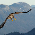 Junger Seeadler / Ung havørn