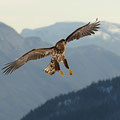 Junger Seeadler / Ung havørn