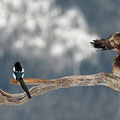 Steinadler und Elster / Kongeørn og skjære