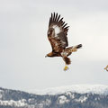 Steinadler take off / Kongeørn take off