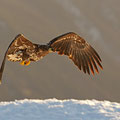 Junger Seeadler / Ung havørn