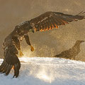 Junger Seeadler / Ung havørn