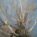 Lynn Boggess