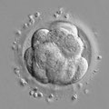 Morula compacté (embryon au 4e jour de culture)