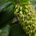 natuurfoto