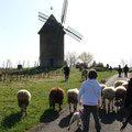 Devant le moulin à vent de Gornac.