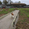 2021 09 29 Pippa Crittenden checking that the Ground 2 DTL lanes are going to be level. Having one's eyes so close to the ground is a real advantage for this sort of work.