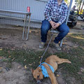 2022 04 16 DTL Competition - Paul Everingham brought his pup Bear along for a day out.