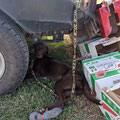 2022 02 13 Sporting Clays competition. Simon Hore's dog Remy has a badly cut foot, so she was taking it easy in the shade.