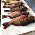 2021 08 25 What's this got to do with our gun club. Well, the Right Honourable Graham Coyle sent this photo. He's way up in the far north of QLD, enjoying the sun and  catching heaps of Mangrove Jack and Fingermark. 