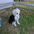 2021 10 30 Anton & Linda's new Smithfield, Maggie. She's even naughtier than big sister Peggy, according to Anton. She's such a cutie, all the same.