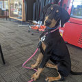 2021 12 29 Jacob Motha brought Hallie, his 4 month old Doberman pup to the club to spread a bit of Christmas cheer. She's a lovely calm dog and seemed to enjoy her visit.