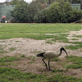 2021 11 06 Bob Pigram, our groundskeeper, has trained the local skinny ducks to fertilise the new grass on the shooting grounds.