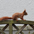 Eichhörnchen im Garten / European Red Squirrel - keine 5m weg - © Thomas Kruschina