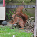 Eichhörnchen im Garten / European Red Squirrel - keine 5m weg - © Thomas Kruschina