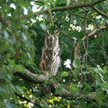 Ein Uhu im Garten / An eagle owl - © Thomas Kruschina