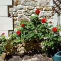 im Sommer duften die roten Rosen