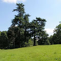 ein Blick in den Park