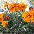 Studntenblume (Tagetes), Blüte Juni - Oktober