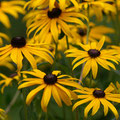 Rudbeckia, Blüte Juli - Oktober