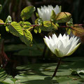 Weiße Seerose (Nymphaea alba), Blüte Mai - September 