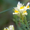 Echtes Leinkraut (Linaria vulgaris)