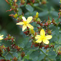 Echtes Johanniskraut (Hypericum perforatum), Blüte Juni - August 