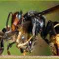 frelon asiatique tuant une abeille