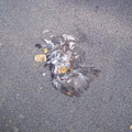 Karsten