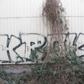 Krok