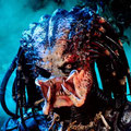 Predator 