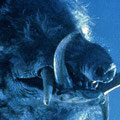 Le Razorback