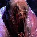Le Blob