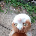 Wachkatze.